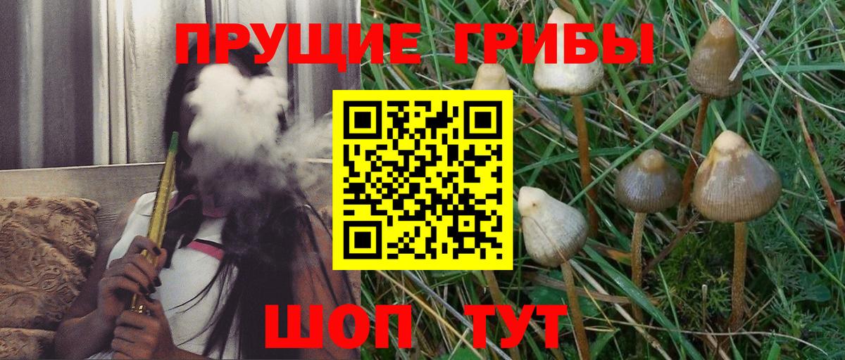 Псилоцибиновые грибы Cubensis Алексеевка